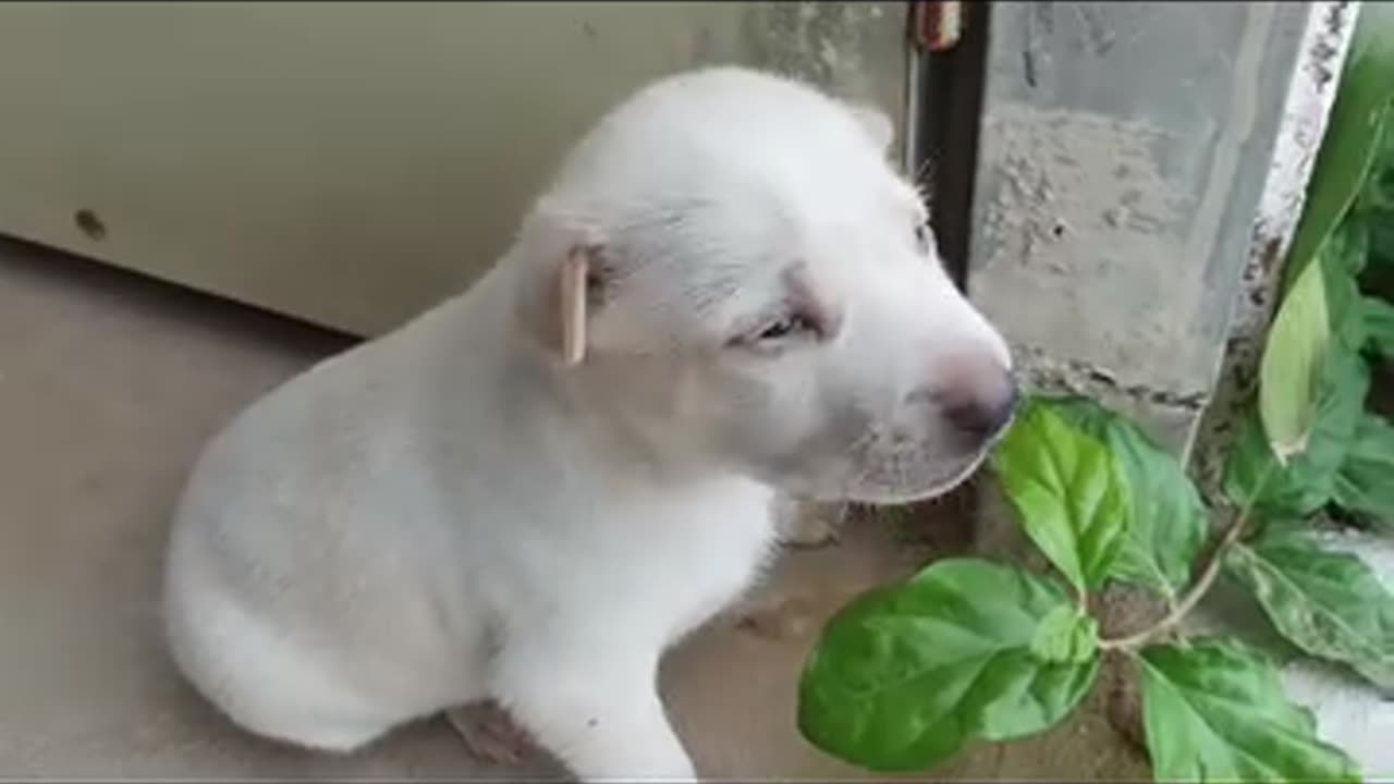 Cute puppy