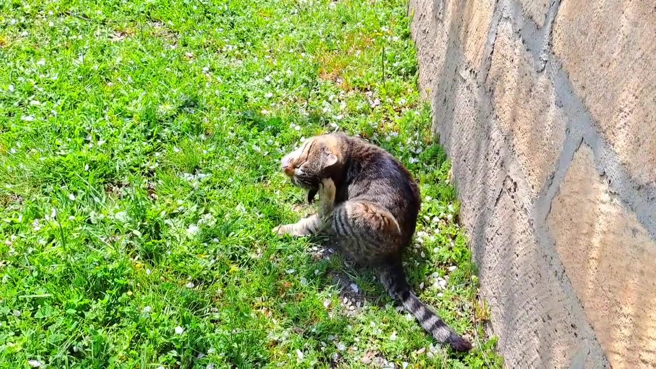 The street cat looks very nervous