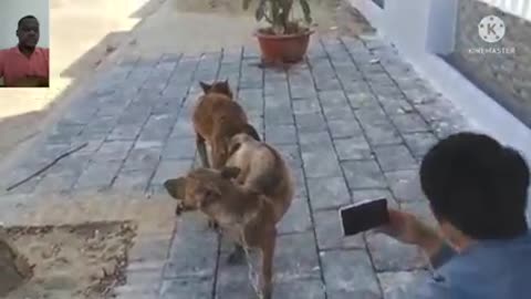 Amaizing Dog Mating