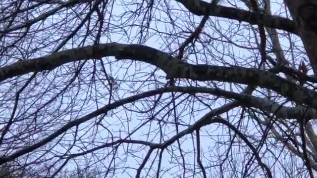 Owl Wants a Slithering Feast