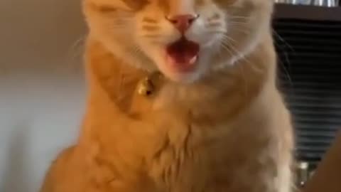 😳 No way did thy say that ? Funny Cat videos