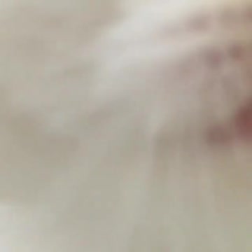 the most cute face ever! white kitten