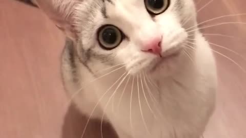 cat with big eyes