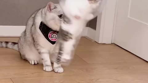 Funny animals videos