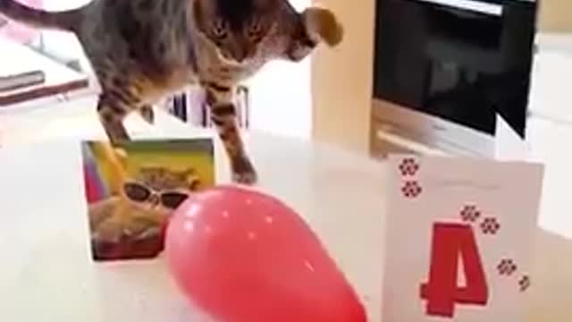 Funny cat Videos 2021-- -- It_s time to LAUGH with cat_s life_short_funnypets