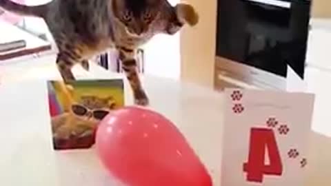 Funny cat Videos 2021-- -- It_s time to LAUGH with cat_s life_short_funnypets