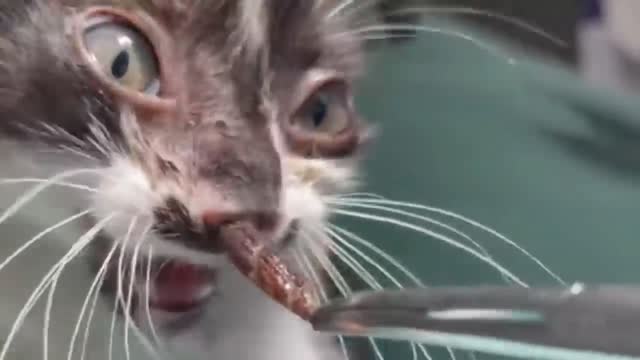 REMOVE BOTFLY FROM CAT