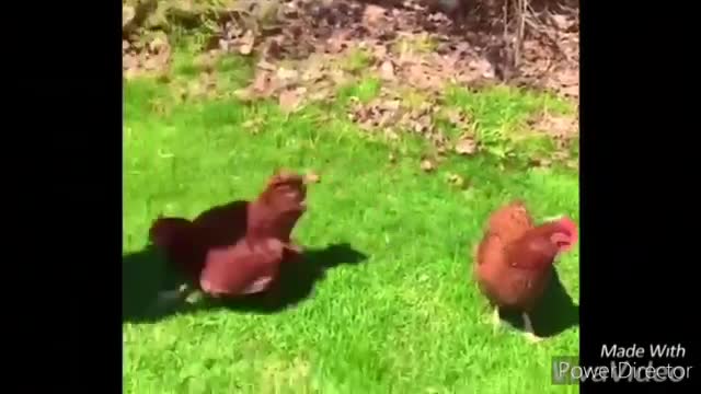 Funny chickens and roosters Chasing kids and