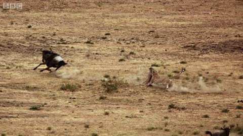 Cheetah chases wildebeest _ The Hunt - BBC One