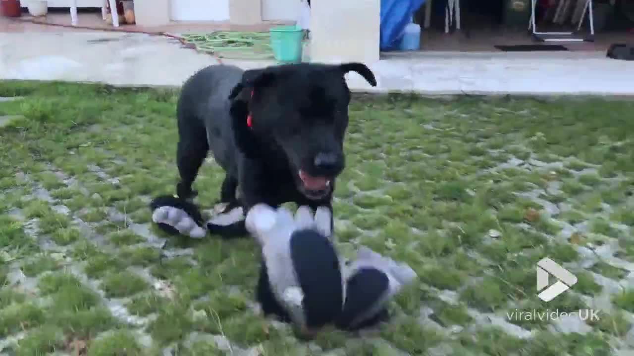 Labrador has strange feet