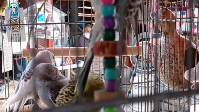parakeet on the swing