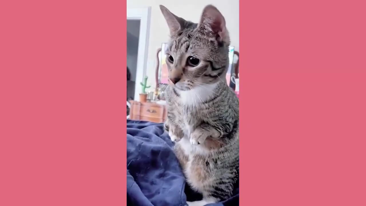 funny animal video