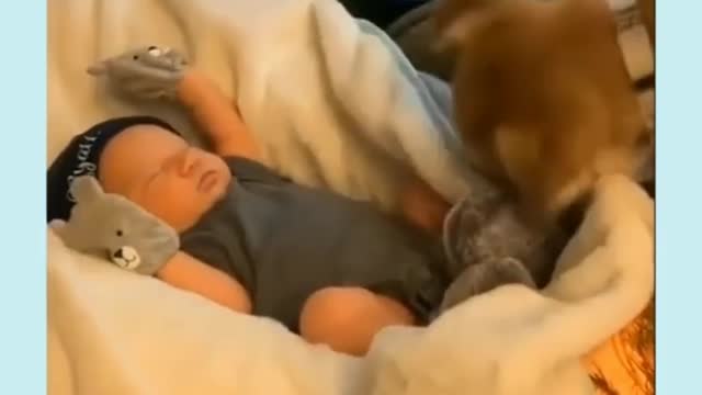 Dog cearing a cute baby👶👶👶👶👶😽