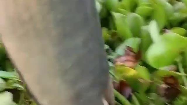 This is a beautiful and charming water-dwelling species