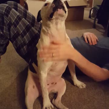 Bull Terrier se niega a permitir que su dueño deje de rascarle la panza