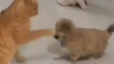 Cat Slapped Puppy Funny Lol