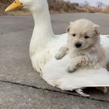 My little dog is on my ducks 🦆