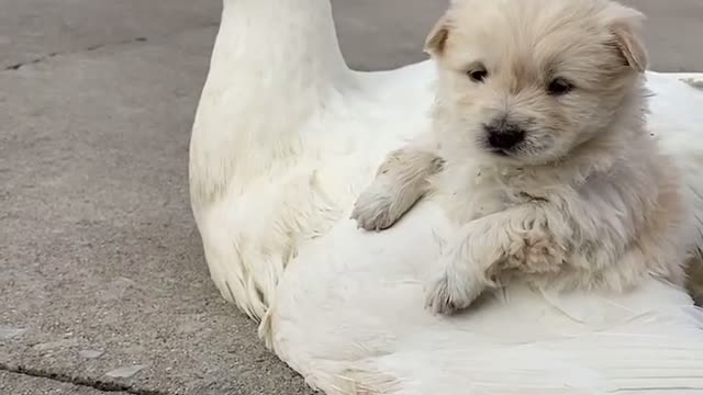 My little dog is on my ducks 🦆