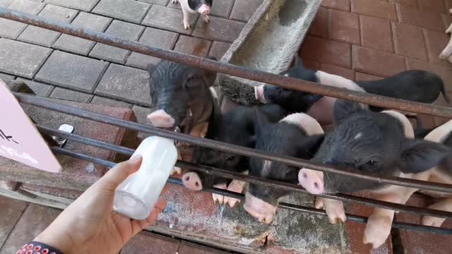 So lovely Musk pig