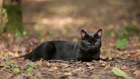 Young Black Cat is Resting in the Forest