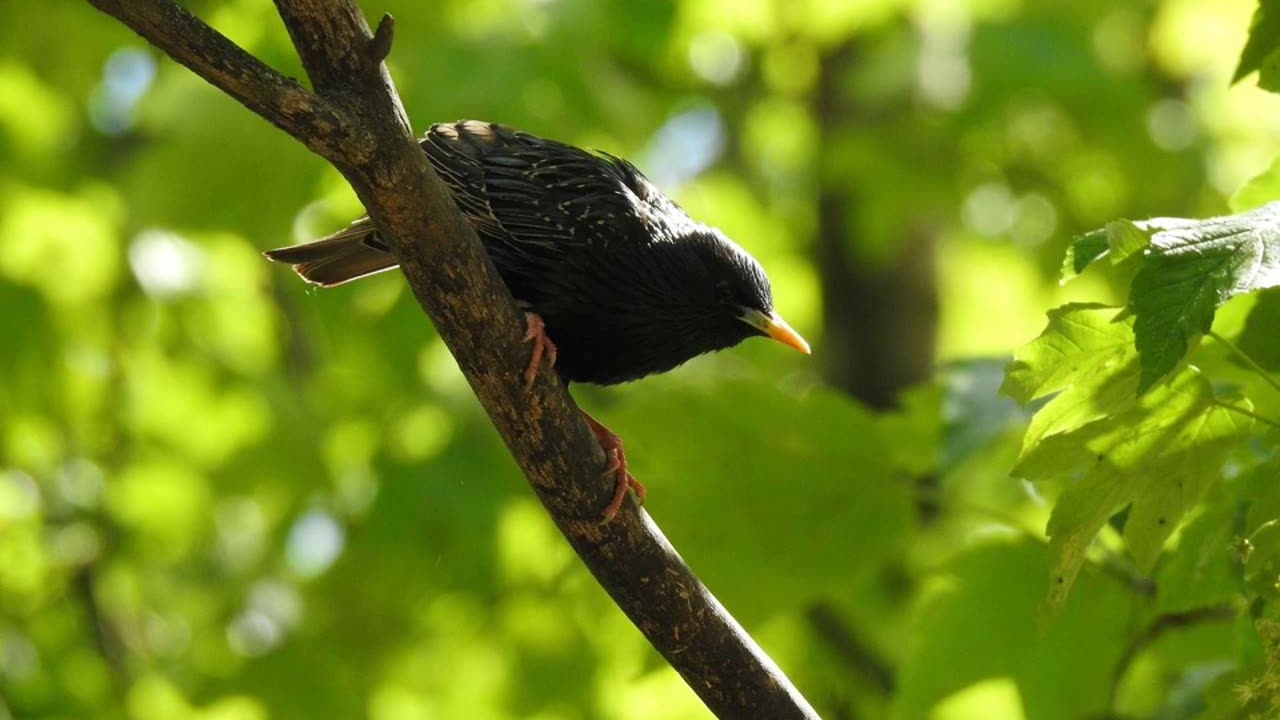 STARLINGS | RELAXATION.