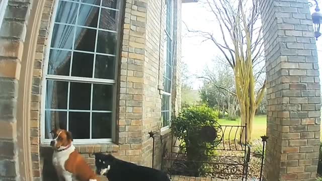 Doug Waiting After Ring T Doorbell Funsort