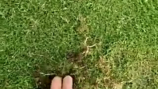 This is How to Catch Moles Alive...If You Have the Gift!