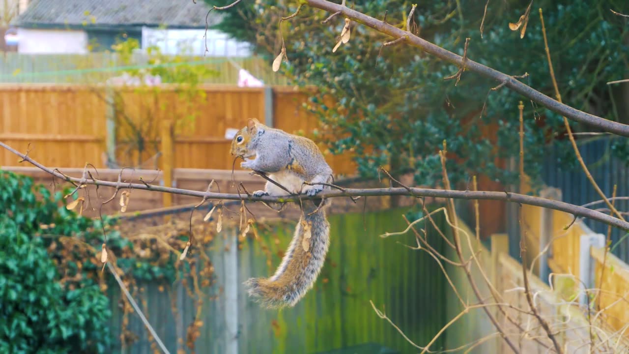 funny squirrel eating seeds