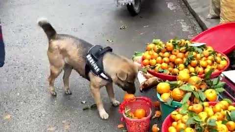 Dog shopping