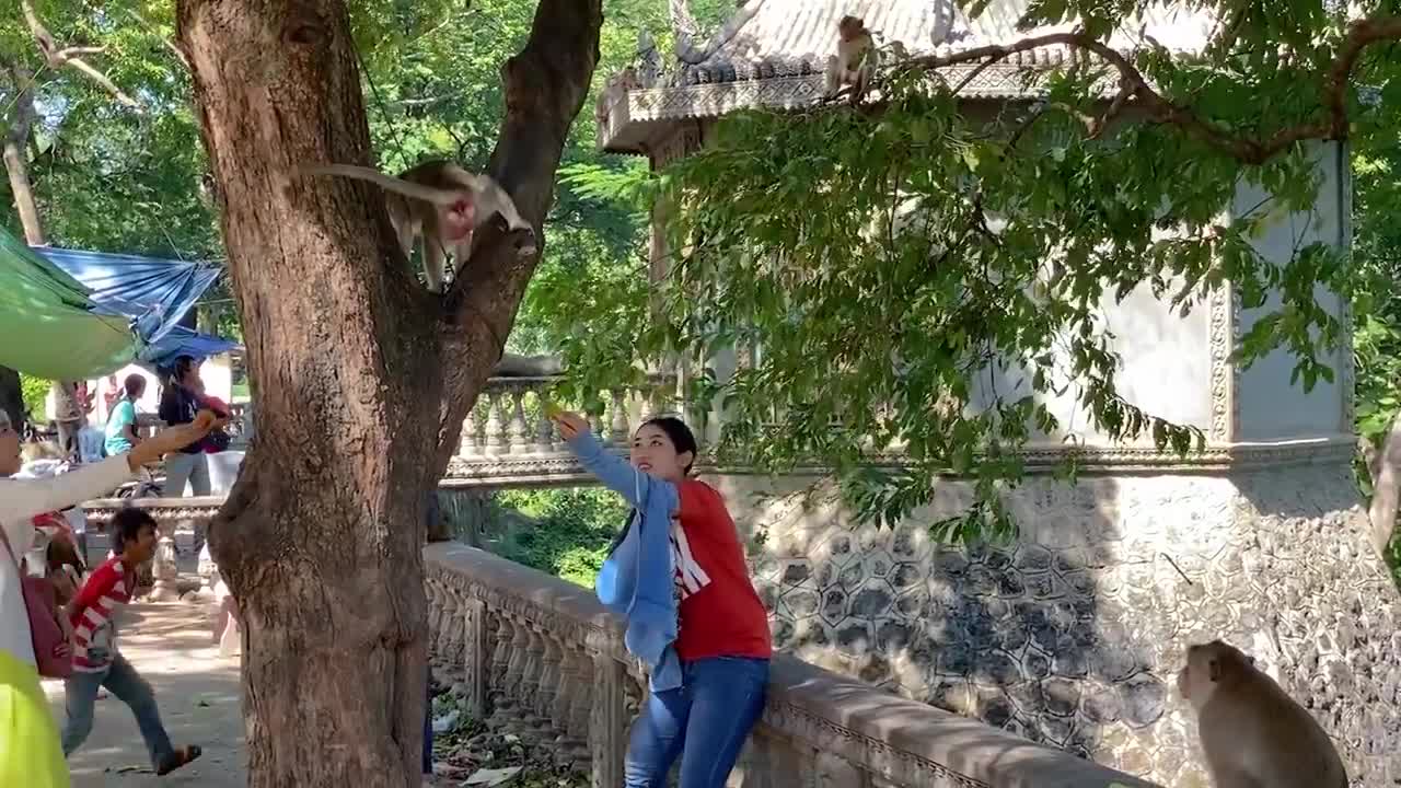 Fake Tiger Prank Monkey So Funny in 2021