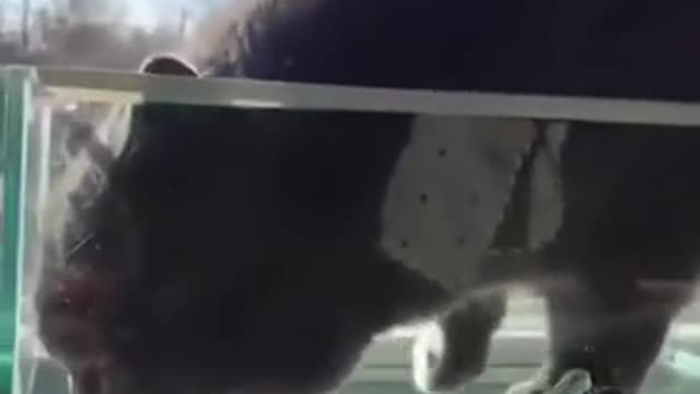 The turtle helps the cat to get rid of thirst