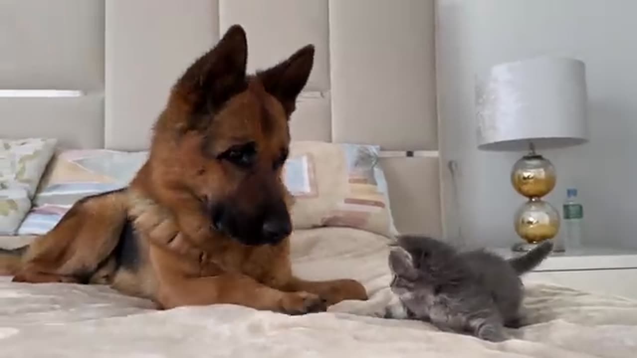 German Shepherd Meets New Kitten for the First Time