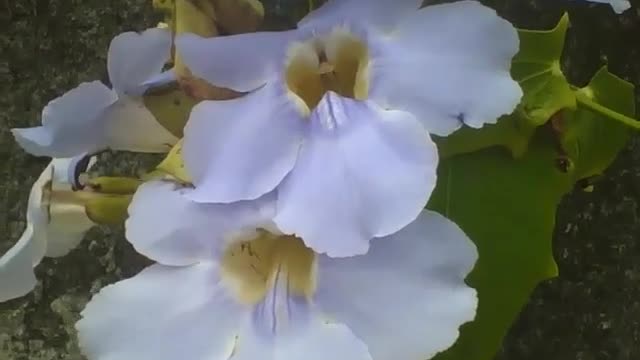 Lindas orquídeas lilás e amarelas em um muro, flores bonitas [Nature & Animals]