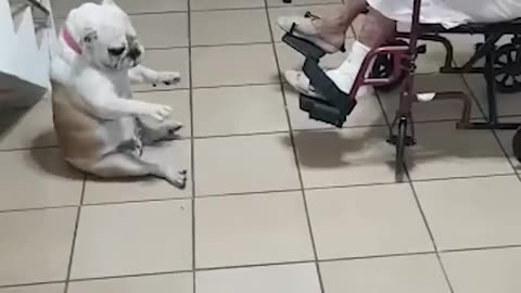 Hilarious Dog Dances As Grandma Sings!