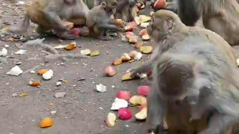 Fruit for monkey #short #monkey