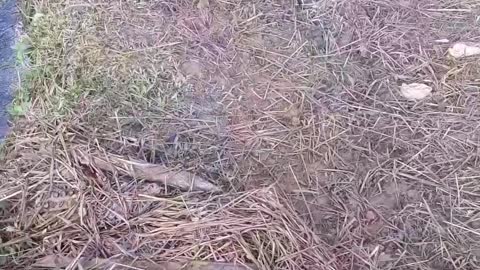 dog chasing mice