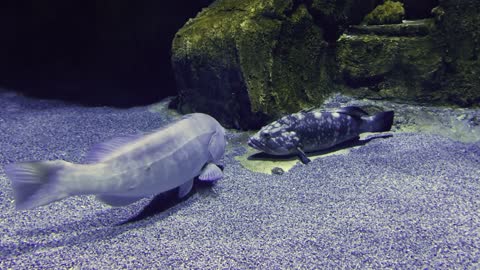 Animal Fishes In Pure Underwater