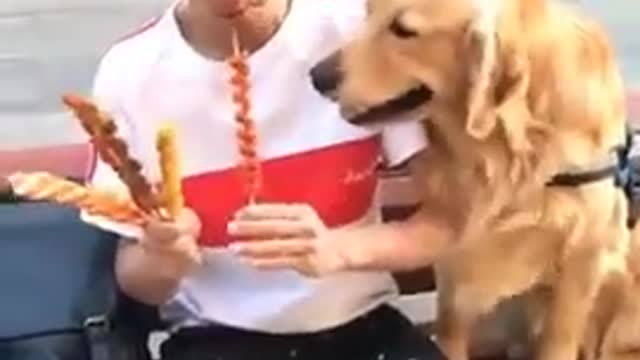 Dogs eating Spaghetti on the table