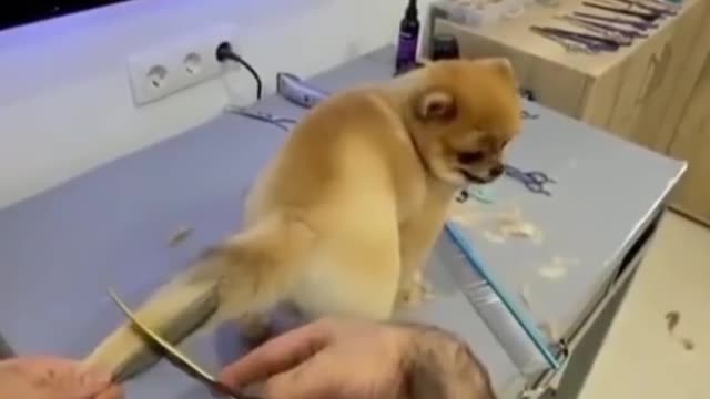 Cutting dog tail