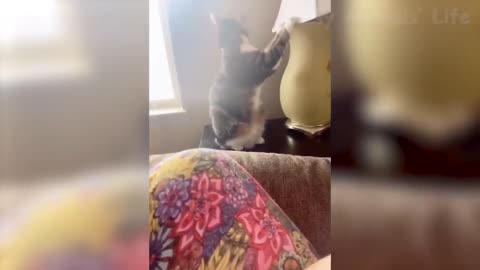 74 🐶 Dogs And 😹 Cats In Funny Situations Try Not To Laugh 😂