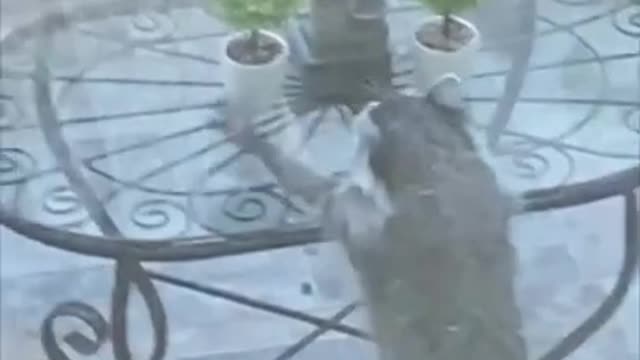 Caught a raccoon tidying things up outside