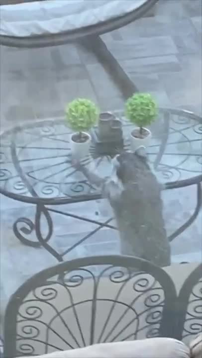 Caught a raccoon tidying things up outside