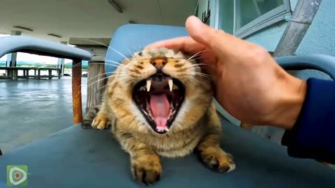 I was once the nadenade of a stray cat sitting on a chair in a fishing harbor