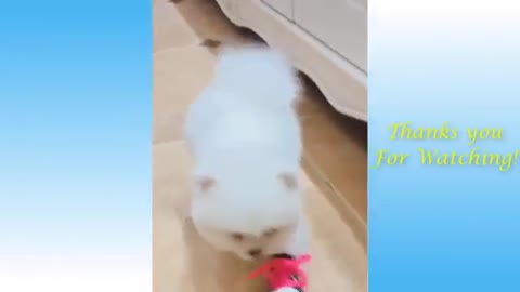 adorable cute dog struggle to walk