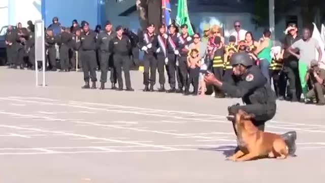 Army trained dog. Really spectacular