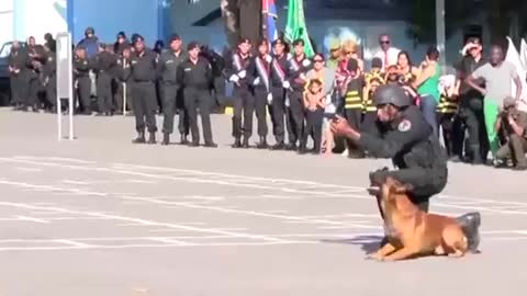 Army trained dog. Really spectacular