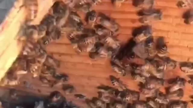 "Save the bees! #bees #tiktok #foryou #fyp #nature #love #animals #amazing"