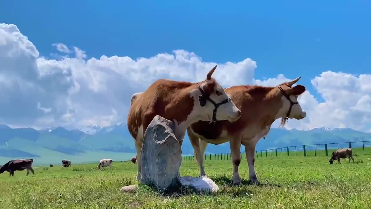 The outskirts of New Zealand are good for healing