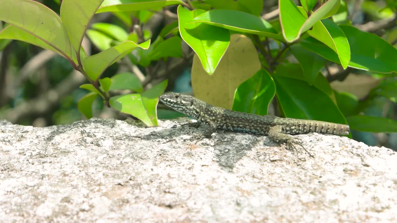 Lizard close up. Lizard, stone and green plant. How do reptiles behave