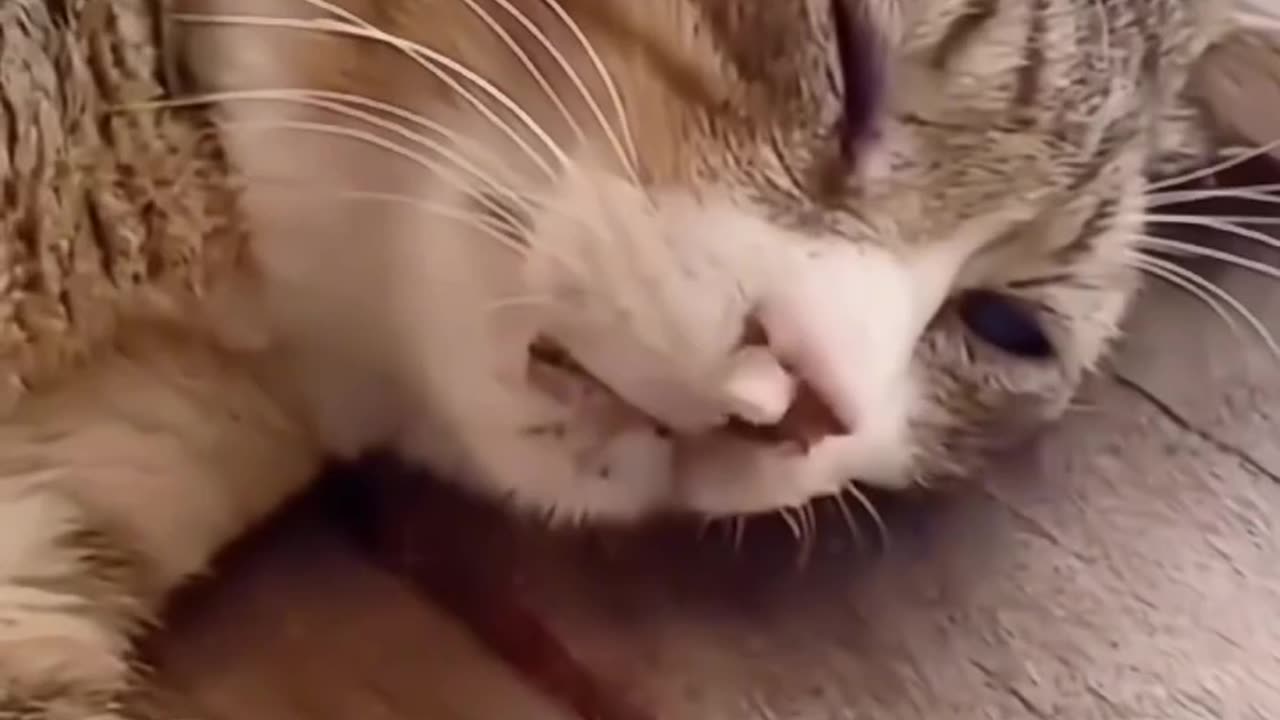 Paws and Claws Capers- Hilarious Dog & Cat Antics!_3